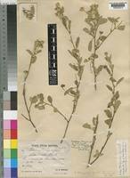 Image result for Sida ovata