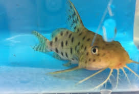 Synodontis Ocellifer Catfish 3 In Length Live Tropical Fish The Synodontis Ocellifer Catfish Comes From Various Rive Tropical Fish Store Tropical Fish Fish