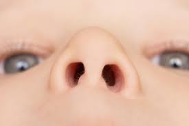 Draw two curved lines on either side of the circle to form the beginning of the nostrils. Stopping The Flu Virus At The Nose Pursuit By The University Of Melbourne