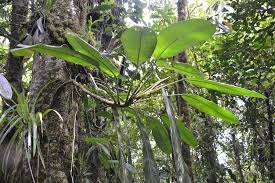 Classification apg iii (2009) classification apg iii (2009) clade angiospermes clade monocotylédones ordre alismatales famille araceae les araceae (aracées) sont une famille de plantes qui comprend quelque 3 500 espèces réparties en environ 129 genres. Rhodospatha Wendlandii Inaturalist Ca