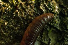 Hi guys, i'm loving the show, i'm over in prohibition land uk and listen to you guys while looking after my plants. Strange Destructive Jumping Worms Are Here In Rockford