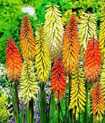 Blumenstauden Winterhart Online Kaufen Bestellen Bei Baldur Garten Fackellilie Garten Pflanzen Pflanzen