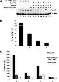 Hamsters are famous for running endlessly on small wheels, but their actual lives are usually more adventurous than that. Palmitic Acid Acutely Stimulates Glucose Uptake Via Activation Of Akt And Erk1 2 In Skeletal Muscle Cells S Journal Of Lipid Research