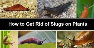 4.7 prepare a homemade solution that wards off snails and slugs. Natural Ways To Get Rid Of Slugs On Plants