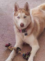 Pin By Susan Bartheld On Dog Photos Dog Photos Dogs Animals