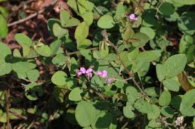 Image result for Desmodium scorpiurus