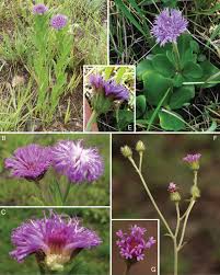 Image result for Vernonia hirsuta