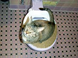 It only requires some time, patience, and the right tools. Civilized Cat Toilet Training Make