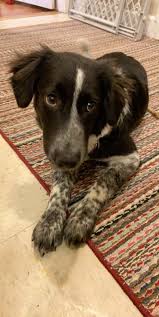 They are excellent companions for extreme sports, like cycling, hiking, and running. My Sweet Border Collie Mix Rescue Puppy Bordercollie