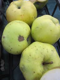 Die sorte ist 1820 in ontario (kanada) durch kreuzung von wagnerapfel x northern spy entstanden und hat bald den weg nach europa gefunden. Malus Ontario Ontarioapfel