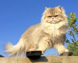 Maybe you would like to learn more about one of these? Blue Golden Shaded Ay11 British Shorthair Cats Cats British Longhair Cat