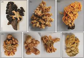 Image result for Nesphostylis holosericea