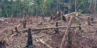 Original brasilianische hängematten, hängesessel, gartenmöbel und gestelle. Abholzung Des Amazonas Regenwaldes Schreitet Mit Rekordtempo Voran Energiezukunft