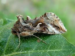 Image result for Autographa macrogamma