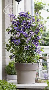 Other common names clematis 'polish spirit'. Zastosowania Pnaczy Clematis Zrodlo Dobrych Pnaczy