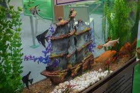 Apr 24, 2019 · you can also design a tank around plants. 125 Gallon Aquarium Guide Stocking Ideas Size And More Everything Fishkeeping