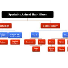 How do camels adapt to their environment? 1 Origin Of Speciality Hair Fibres Adapted From Von Bergen 1963 Download Scientific Diagram