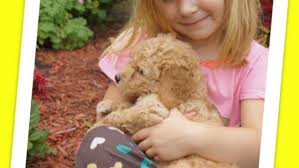 Goldendoodle puppy for sale near north carolina, rocky mount, usa. Lets Play Kennels Goldendoodle Puppies Available