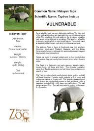 I'll travel internationally and still not decided my date of return. Http Twycross Zoo Map Com Demo 1 Info Animals Malayan 20tapir By Imediacom Ltd Issuu