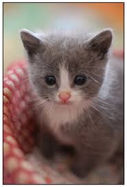 Cats Bu Ccoookkk Tipsiz Yahu Sevimli Kediler Kedileri Seviyorum Sevimli Hayvan Yavrulari