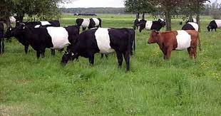 Black And White Cow Breeds Australia Pin On Belted Galloway Cattle