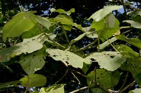 Image result for Neoboutonia