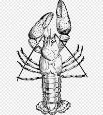 Watercolor seafood crawfish boil clipart. Crayfish Drawing Louisiana Crawfish Crawfish Boil Food Crustacean Png Pngegg