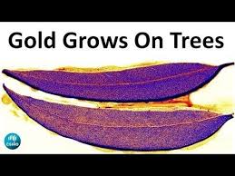 Gold Can Grow On Trees Science News For Students Tree Growing Weird Plants