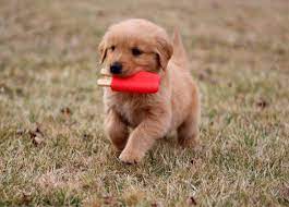 Pin By Kristen On Cute Cute Dogs Puppies Retriever Puppy