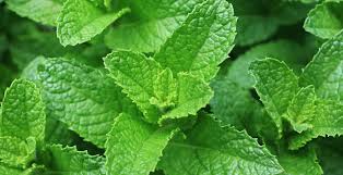 Maybe you would like to learn more about one of these? Spearmint Tea And Essential Oil Benefits And Side Effects Dr Axe