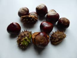 Kastanien {pl} früchte der rosskastanie conkers br. seeds of the horse chestnut tree bot. Die Heilkraft Der Kastanie Nachgeharkt