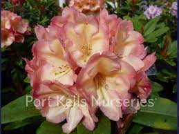 Rhododendron Honey Butter Blooming Flowers Plants Flowers
