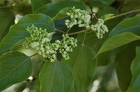 Image result for Hovenia