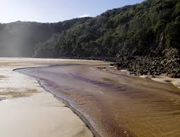 Image result for Elionurus platypus