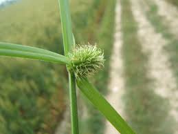 Image result for Kyllinga squamulata