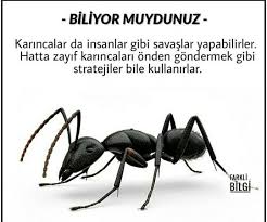 Gokyuzumun Mezarligi Adli Kullanicinin Bilgi Panosundaki Pin 2020 Bilgi Biliyor Muydunuz Eglenceli Gercekler