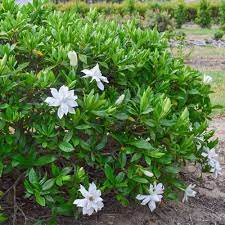 Pin On Gardening And Outdoors