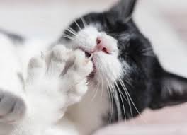 Cat's claw can aid in alleviating almost any symptom, from neurological to digestive. Claw And Nail Disorders In Cats Petmd