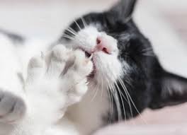 Yes, cats chew their nails as a part of normal grooming. Claw And Nail Disorders In Cats Petmd