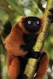 Red Ruffed Lemur Unusual Animals Animals Beautiful Animals