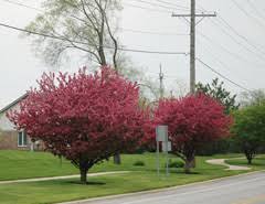 crabapple cultivars the morton arboretum