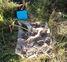 Image result for Agelanthus zizyphifolius