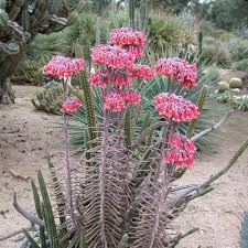 Image result for Kalanchoe dyeri