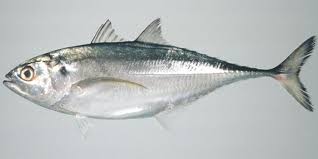Ini adalah jenis pertanyaan yang jawabannya relatif, misalnya : Jenis Ikan Laut Dan Gambarnya Hal