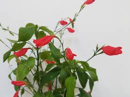 Image result for Ruellia brevifolia