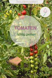 Tomaten Richtig Giessen In 2020 Pflanzen Rustikaler Garten Garten