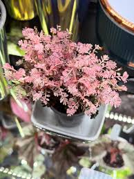 Image result for Phyllanthus taylorianus