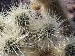 Now fill the hole with soil and press down gently to remove air pockets. Cactus Archives Arizona Pest Control Pest Management Services Gilbert Termite Inspection