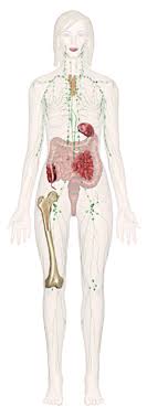 Explore Human Anatomy Physiology And Genetics Innerbody