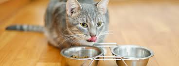 If your cat is an adult, you still can teach him to allow a tooth brushing, but it will take time and the right supplies: How To Look After Your Cat S Teeth Purina